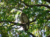 : Ninox strenua; Powerful Owl