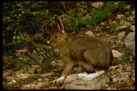 : Lepus americanus; Snowshoe Hare