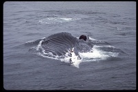: Megaptera novaeangliae; Humpback Whale