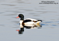 : Tadorna tadorna; Common Shelduck