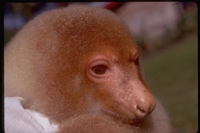 : Spilocuscus maculatus; Common Spotted Cuscus