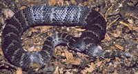 : Acanthophis laevis; Smooth-scaled Death Adder