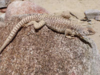 : Dipsosaurus dorsalis; Desert Iguana