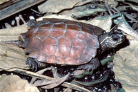 : Geoemyda spengleri; Black-breasted Leaf Turtle