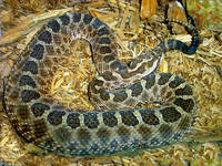 : Sistrurus catenatus catenatus; Eastern Massasauga