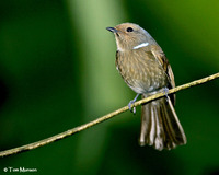 Large Niltava  (female)