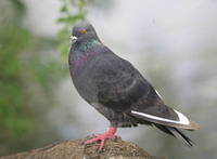 Rock Dove