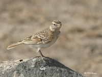 Red-capped Lark, Calandrella cinerea