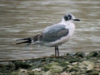 Franklin's Gull