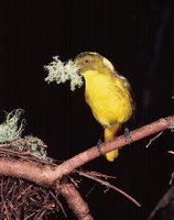 ...Golden Bowerbird Prionodura newtoniana, Mt. Lewis, Julatten, Queensland, Australia - 1984 © Hans