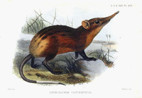 Joseph Smit Rhynchocyon chrsopygus