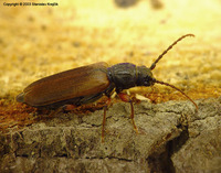 Tetropium castaneum