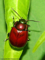 Chrysolina polita
