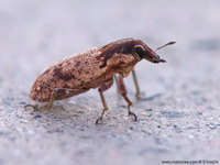 Conorhynchus mendicus
