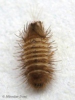 Anthrenus scrophulariae - Carpet Beetle