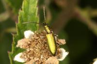 Chrysanthia geniculata