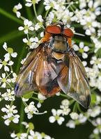 Ectophasia crassipennis