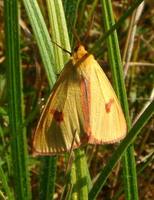 Diacrisia sannio - Clouded Buff