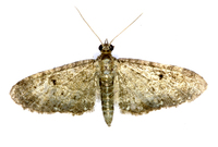 Eupithecia millefoliata - Yarrow Pug