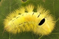 Calliteara pudibunda - Pale Tussock