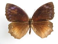 Elymnias hypermnestra