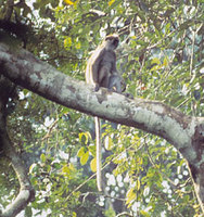 Olive colobus (Procolobus verus)