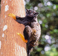 Midas tamarin (Saguinus midas)