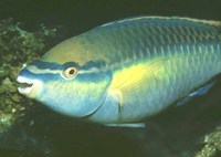 Scarus taeniopterus, Princess parrotfish: fisheries, aquarium