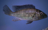 Pharyngochromis acuticeps, Zambezi bream: