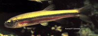 Margariscus margarita, Pearl dace: bait