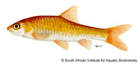 Barbus argenteus, Rosefin barb: aquarium