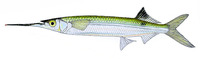 Hemiramphus robustus, Three-by-two garfish: fisheries
