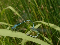 Coenagrion puella - Azure Damselfly