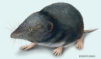 Image of: Blarina brevicauda (northern short-tailed shrew)