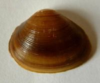 Sphaerium rivicola
