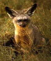 Image of: Otocyon megalotis (bat-eared fox)