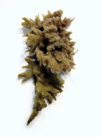 Spongilla lacustris