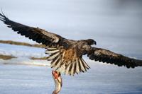 Haliaeetus albicilla - Greenland White-tailed Eagle