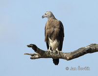 Ichthyophaga ichthyaetus - Grey-headed Fish-Eagle