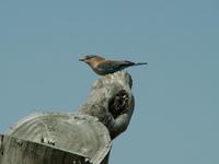 Coracias benghalensis - Indian Roller