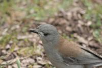 Colluricincla harmonica - Grey Shrike-thrush