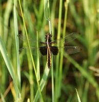 Image of: Libellula luctuosa