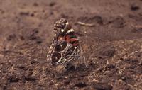 Image of: Vanessa virginiensis (American painted lady)