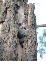 Petaurus breviceps - Sugar Glider