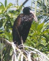 Image of: Anastomus lamelligerus (African openbill)