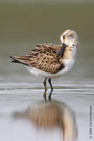 Image of: Calidris pusilla (semipalmated sandpiper)