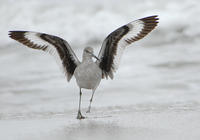 Image of: Catoptrophorus semipalmatus (willet)