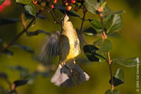 Image of: Dendroica caerulescens (black-throated blue warbler)