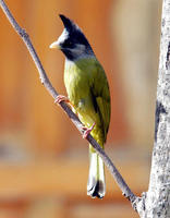 Image of: Spizixos canifrons (crested finchbill)