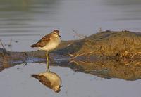 Image of: Tringa glareola (wood sandpiper)